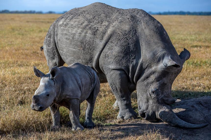 Black rhino mother with baby grazing in laikipia.