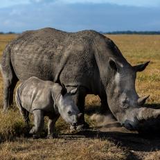 Black Rhino mother with baby at a salt  lick in Laikipia
