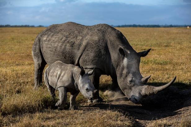 Finally, a Black Rhino Success Story | Nature and Wildlife | Discovery