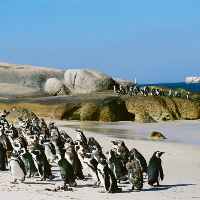african penguins endangered