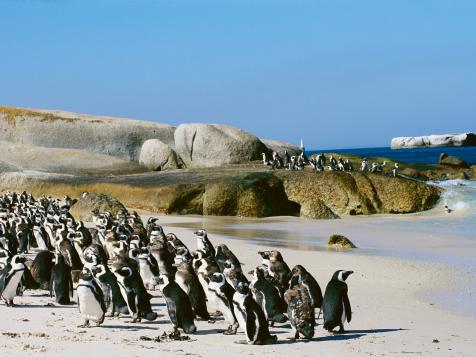 Bee Swarm Kills 63 Endangered Penguins