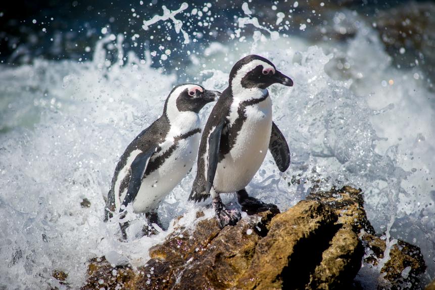 Betty's Bay, South Africa -African penguin (Spheniscus demersus), also known as the jackass penguin and black-footed penguin at Stony Point penguin colony.