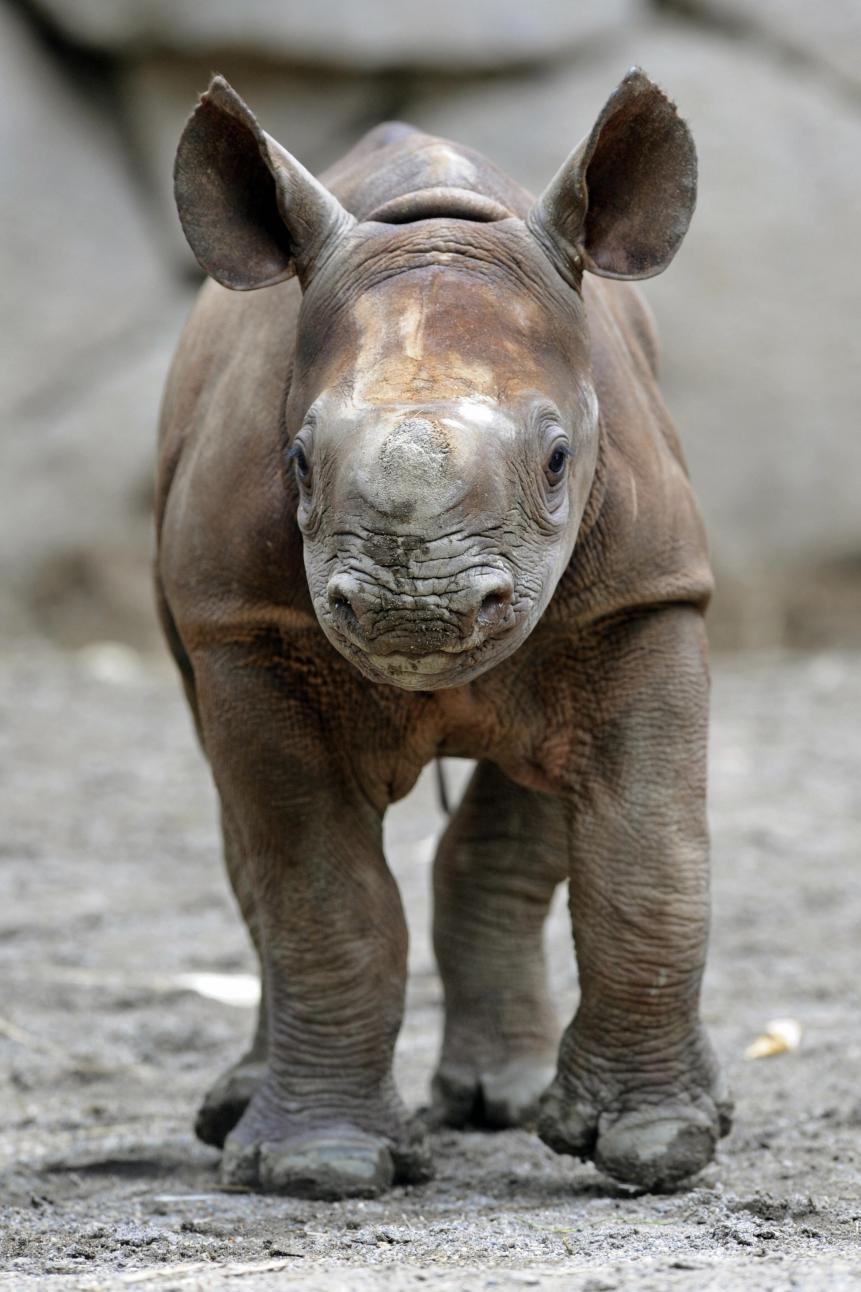 A baby Black Rhinoceros walks in an enclosure at Tokyo's Ueno Zoo on June 12, 2009. A baby Black Rhinoceros was born in captivity on April 20 in a Tokyo zoo. The Black Rhinoceros is a critically endangered species, according to the International Rhino Foundation there are less than 5000 surviving in the world. AFP PHOTO/KAZUHIRO NOGI (Photo credit should read KAZUHIRO NOGI/AFP via Getty Images)