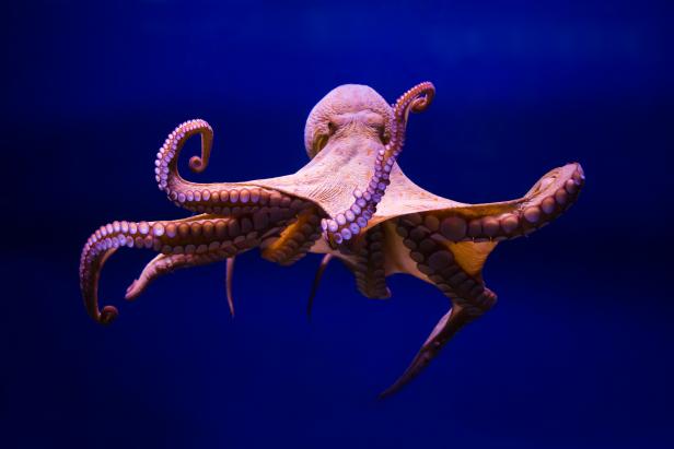 New Video Shows Octopus Dreaming, Nature and Wildlife