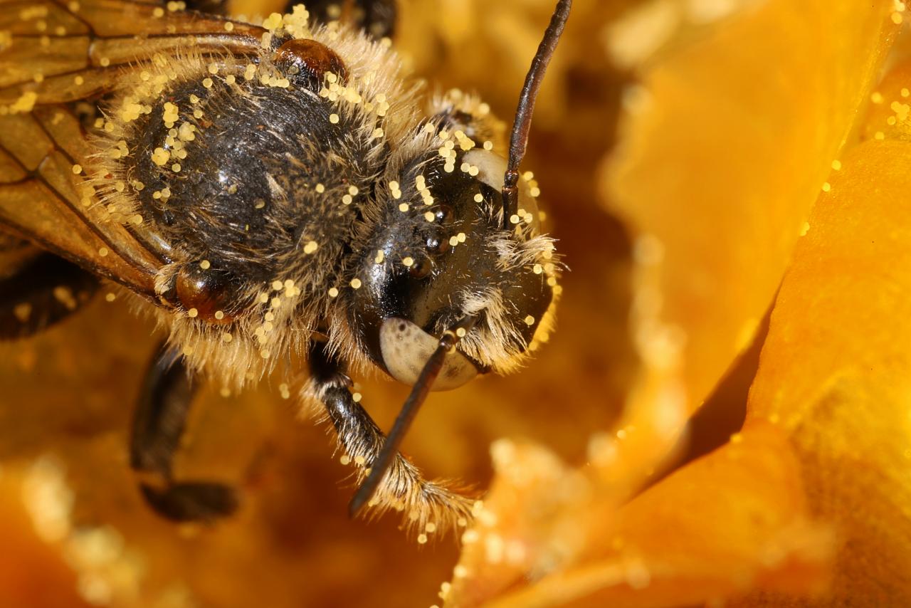 New native bee species with distinctive 'snout' discovered in Perth's Kings  Park - ABC News