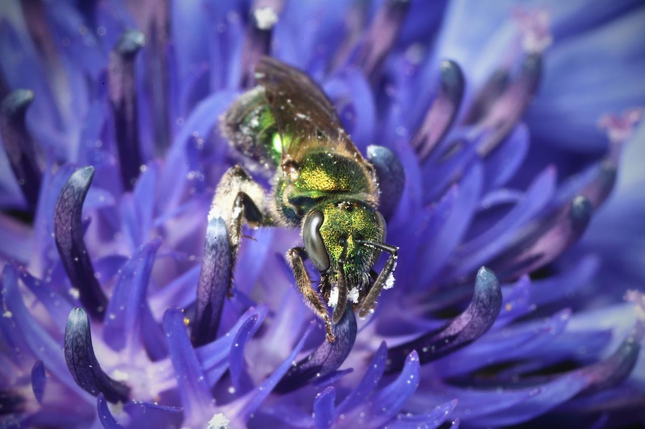 New native bee species with distinctive 'snout' discovered in Perth's Kings  Park - ABC News