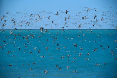 Birds Can Predict Tsunamis | Latest Science News and Articles | Discovery