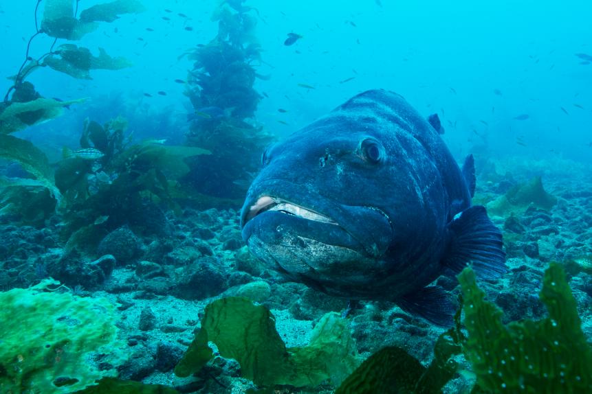 GIANT BLACK SEA BASS, Stereolepis gigas, Polyprionidae, Channel Islands, California, USA