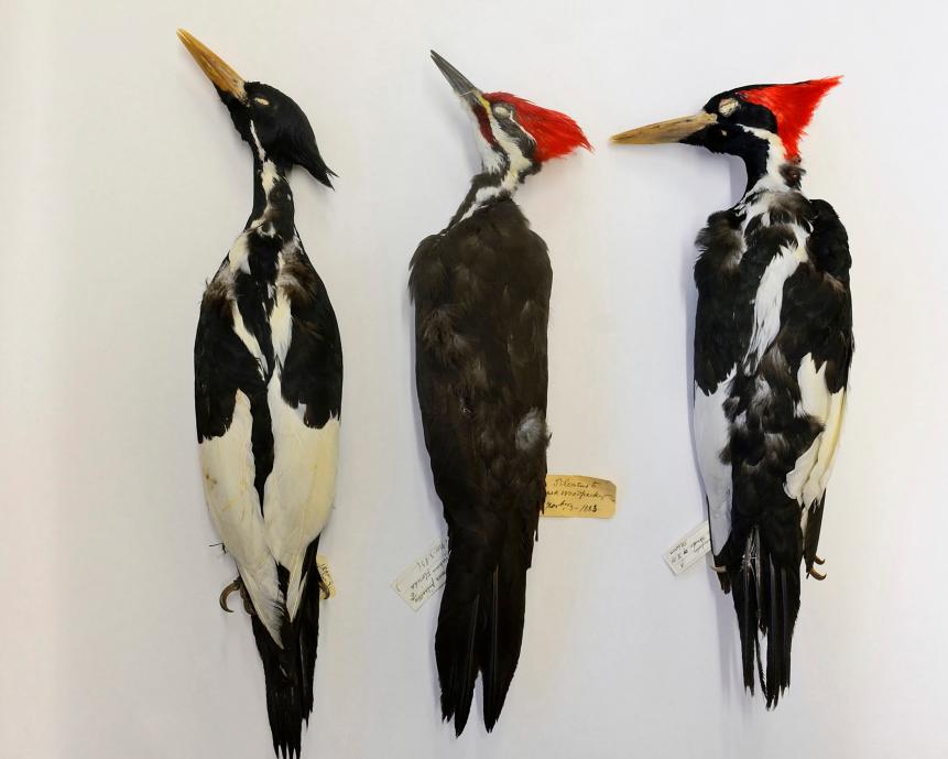 Ivory-billed Woodpecker male, extinct, on right and female on left with Pileated Woodpecker male in middle, British Museum Tring. (Photo by: David Tipling/Universal Images Group via Getty Images)