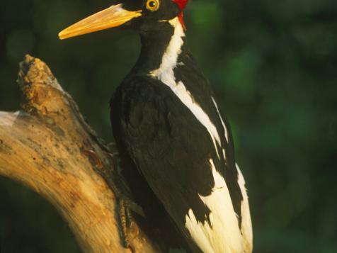 The Ivory-Billed Woodpecker is Officially Extinct, Along with 22 Other Species