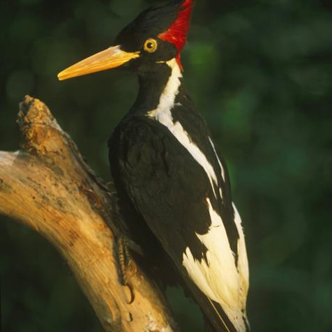 Ivory-billed woodpecker, Campephilus principalis, mounted specimen, It is probably extinct; last sighted in the 1980s, Louisiana, USA (Photo by: Auscape/Universal Images Group via Getty Images)