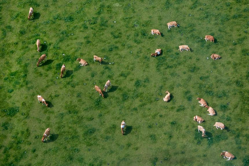 Aerial view of 'British Limousin' cows grazing in field in South Wiltshire, England