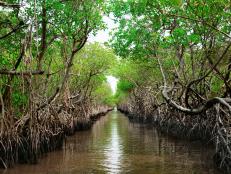 Mangroves are threatened by sea level rise, lack of sediment, and human activity. So why should we care?