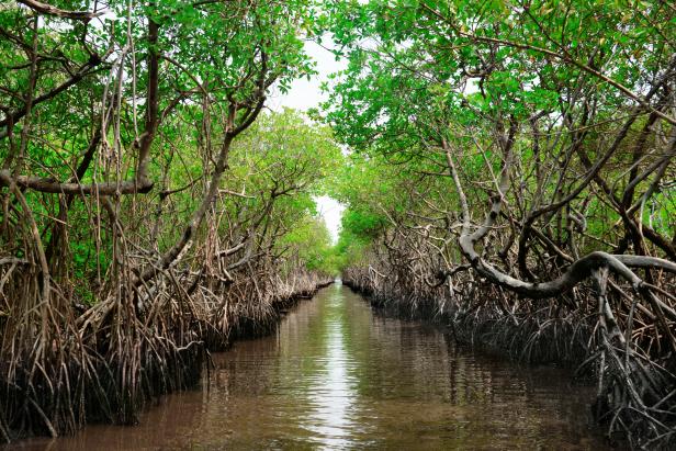 What makes mangroves so important? | Nature and Wildlife | Discovery
