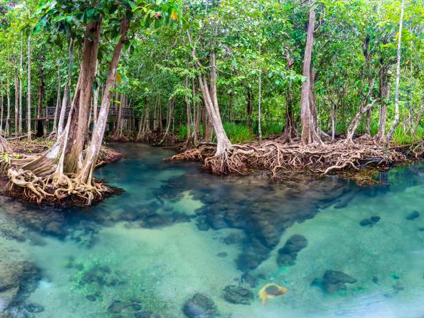 What makes mangroves so important? | Nature and Wildlife | Discovery