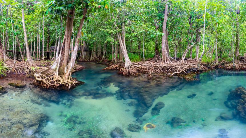 Jungle river in Thapom mangrove forest, Krabi,Thailand