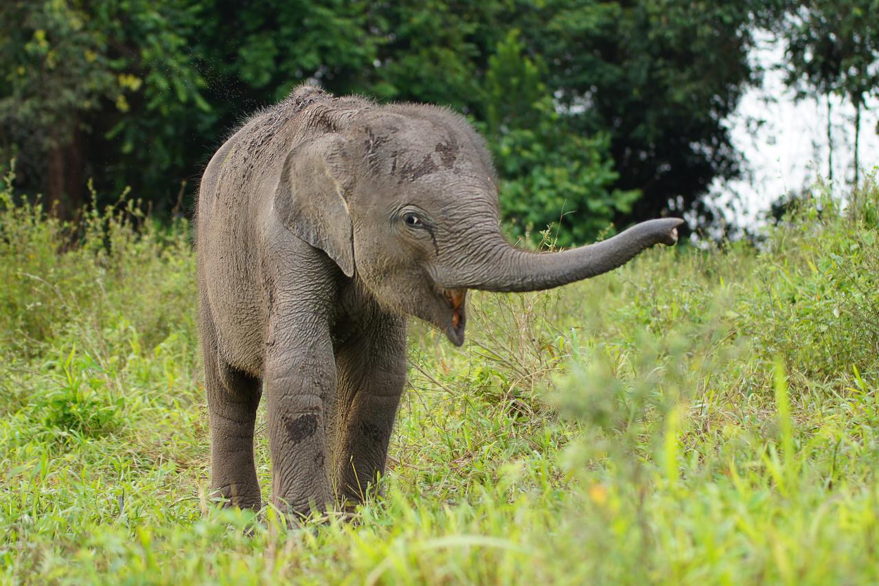 The Search for a Baby Forest Elephant's Mother | Nature and Wildlife ...