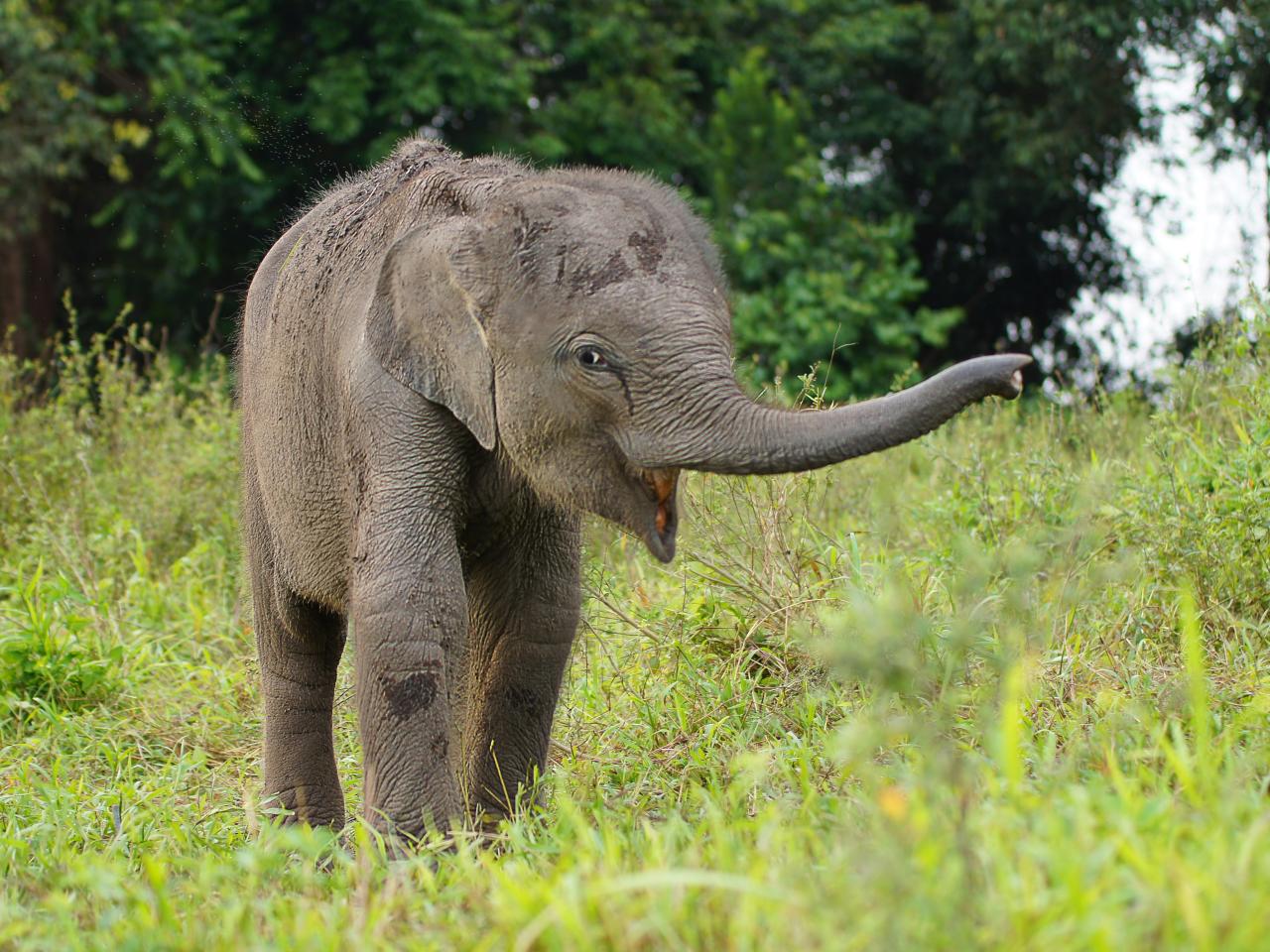 Mama elephant helps baby take first steps after scary tumble