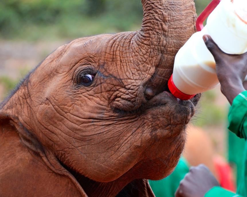 Baby elephant feeding from a bottle of milk in Sheldrick Elephant Orphanage near Nairobi Kenya