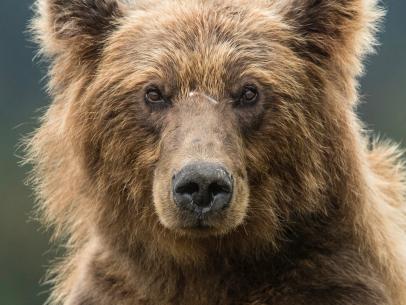 Image of Grizzly Direct website