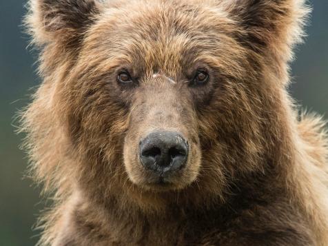 Facial Recognition for Grizzly Bears