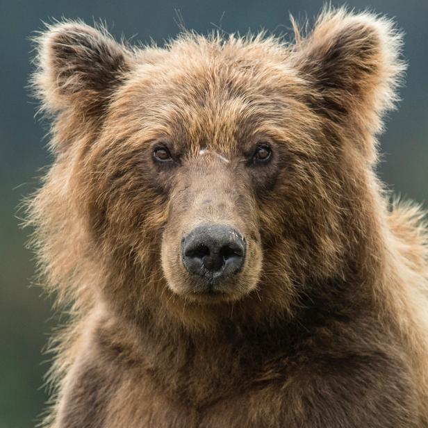 A large sow brown bear (grizzly) stands up and looks directly into the lens of the camera. This is a close head and shoulders portrait of a large bear
