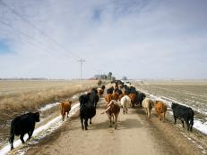 Nebraska cattle producers are turning from beef farming to plant proteins as demand for meat substitutes rises. Farmers, in what has long been known as the ‘beef state’, are cashing in on the growing popularity of meat alternatives. And the switch could help agriculture tackle environmental issues.