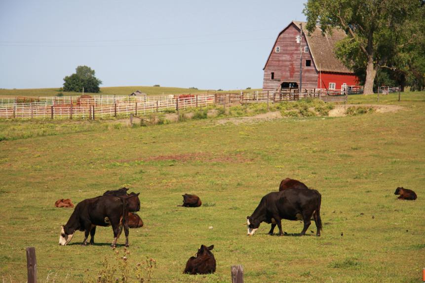 These cows and calves enjoy a leisurely morning of grazing and resting in this pasture near a barn in Colfax County, Nebraska.