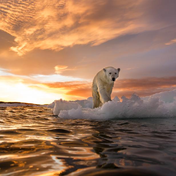 Canada, Nunavut Territory, Repulse Bay, Polar Bear (Ursus maritimus) stands on melting sea ice at sunset near Harbour Islands