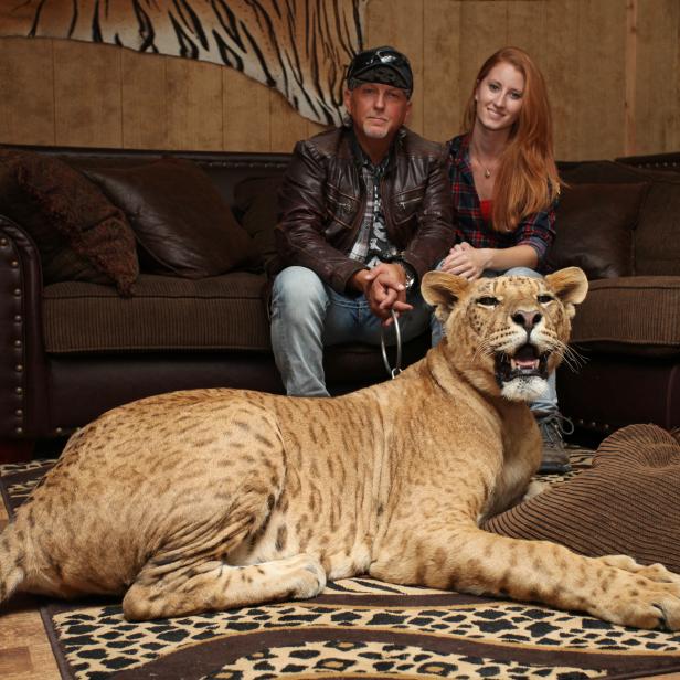 *** EXCLUSIVE - VIDEO AVAILABLE ***

WYNNEWOOD, OK - SEPTEMBER 28: Jeff Lowe and Lauren Dropla with Faith the liliger at their home inside the Greater Wynnewood Exotic Animal Park on September 28, 2016 in Wynnewood, Oklahoma.

ANIMAL lover Jeff Lowe provides care and shelter to more than 220 big cats - and they live in his back garden. 51-year-old Jeff owns the Greater Wynnewood Exotic Animal Park in Oklahoma, one of the largest private zoos in the world that rescues and protects over 500 wild animals, from tigers and lions to bears and crocodiles. Jeff, a multimillionaire, spends his days closely interacting with the most dangerous animals, walking them on leads inside his cabin house and laying in and around their enclosures  he even takes his smaller tigers to the vets in his Ferrari. Lauren Dropla, Jeffs 25-year-old fiancÃ©, offers a helping hand with looking after their exotic pets and maintaining the park on a daily basis.

PHOTOGRAPH BY Ruaridh Connellan / Barcroft Images

London-T:+44 207 033 1031 E:hello@barcroftmedia.com -
New York-T:+1 212 796 2458 E:hello@barcroftusa.com -
New Delhi-T:+91 11 4053 2429 E:hello@barcroftindia.com www.barcroftimages.com (Photo credit should read Ruaridh Connellan/BarcroftImages / Barcroft Media via Getty Images)