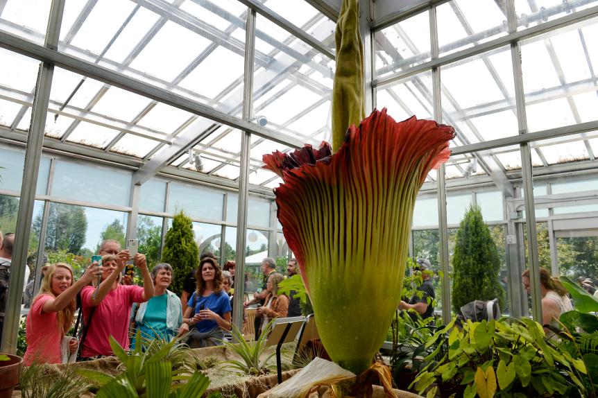 DENVER, CO - AUGUST 19: After a nearly three-hour wait, patrons of the Denver Botanic Gardens finally get a chance to view and photograph the Corpse Flower, Amorphophallus titanium, August 19, 2015. The pungent flower blooms after 8 to 20 years of vegetative growth and lasts for up to 48-hours. Thousands waited in line for hours to get a glimpse, smell and have their picture taken close to it. Folks can view the flower until midnight Wednesday and 6 a.m. until  midnight Thursday and regular hours on Friday from 9 a.m. until 9 p.m. (Photo by Andy Cross/The Denver Post via Getty Images)