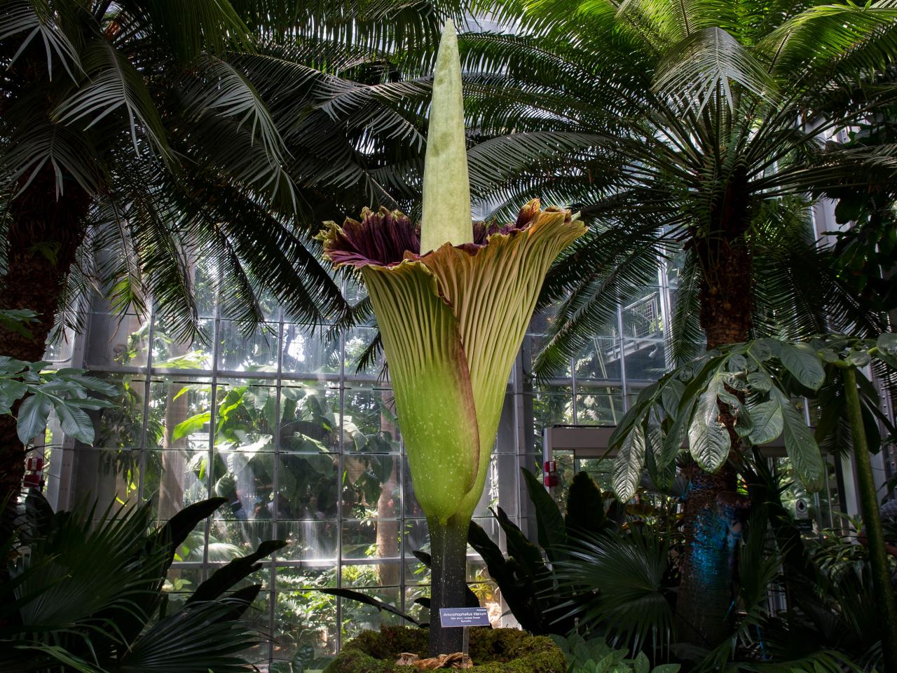 Why Titan Arum, the Corpse Flower, is so Popular | Nature and