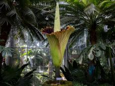 In previous years, corpse flower blooms have drawn large crowds and three-hour wait times. What makes this stinky flora so special?