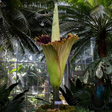 A blooming Titan Arum plant is pictured at the US Botanic Garden in Washington DC on  August 2, 2016.  
The USBG's Titan Arum (Amorphophallus titanium), also known as the corpse flower or stinky plant for its smell often compared to rotting meat, is native to Sumatra Indonesia and is expected to bloom for 24 to 48 hours before collapsing.   / AFP / ZACH GIBSON        (Photo credit should read ZACH GIBSON/AFP via Getty Images)