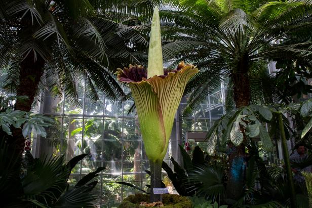 Why Titan Arum, the Corpse Flower, is so Popular | Nature and Wildlife ...