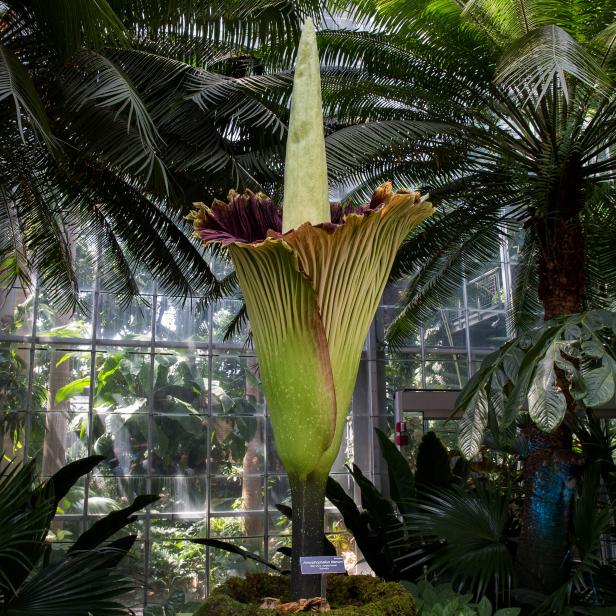 A blooming Titan Arum plant is pictured at the US Botanic Garden in Washington DC on  August 2, 2016.  
The USBG's Titan Arum (Amorphophallus titanium), also known as the corpse flower or stinky plant for its smell often compared to rotting meat, is native to Sumatra Indonesia and is expected to bloom for 24 to 48 hours before collapsing.   / AFP / ZACH GIBSON        (Photo credit should read ZACH GIBSON/AFP via Getty Images)