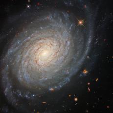 The lazily winding spiral arms of the spectacular galaxy NGC 976 fill the frame of this image from the NASA/ESA Hubble Space Telescope. This spiral galaxy lies around 150 million light-years from the Milky Way in the constellation Aries. Despite its tranquil appearance, NGC 976 has played host to one of the most violent astronomical phenomena known — a supernova explosion. These cataclysmicly violent events take place at the end of the lives of massive stars, and can outshine entire galaxies for a short period. While supernovae mark the deaths of massive stars, they are also responsible for the creation of heavy elements that are incorporated into later generations of stars and planets. Supernovae are also a useful aid for astronomers who measure the distances to faraway galaxies. The amount of energy thrown out into space by supernova explosions is very uniform, allowing astronomers to estimate their distances from how bright they appear to be when viewed from Earth. This image — which was created using data from Hubble’s Wide Field Camera 3 — comes from a large collection of Hubble observations of nearby galaxies which host supernovae as well as a pulsating class of stars known as Cepheid variables. Both Cepheids and supernovae are used to measure astronomical distances, and galaxies containing both objects provide useful natural laboratories where the two methods can be calibrated against one another.
