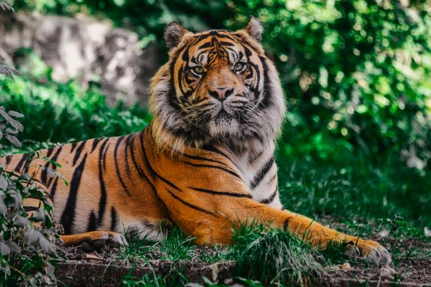 The Year of the Tiger | Nature and Wildlife | Discovery