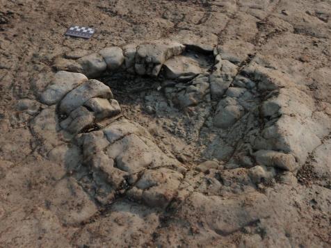 Dinosaur Footprints from 200 Million Years Ago Discovered in Wales