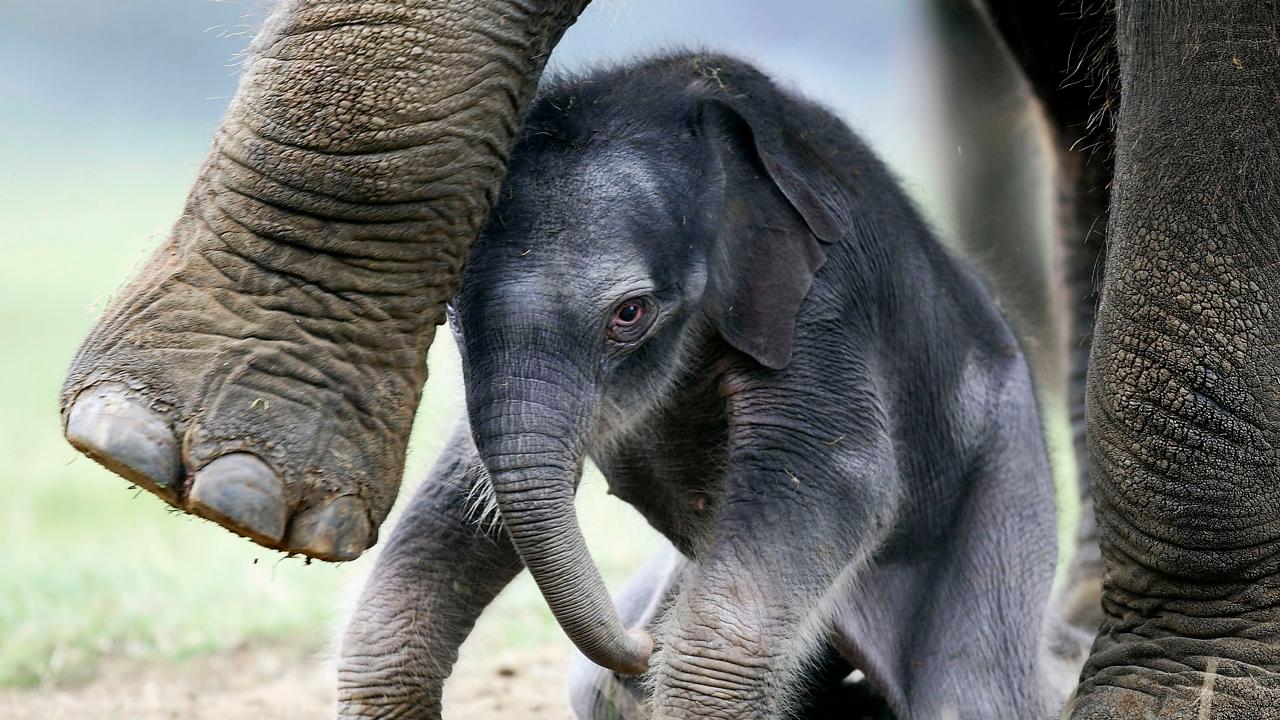 Saving Baby Elephants from a Deadly Herpes Virus
