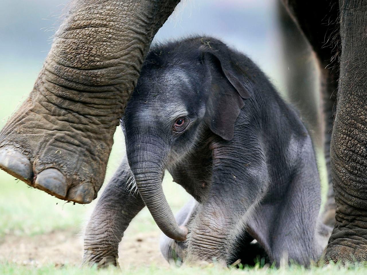 african elephant baby
