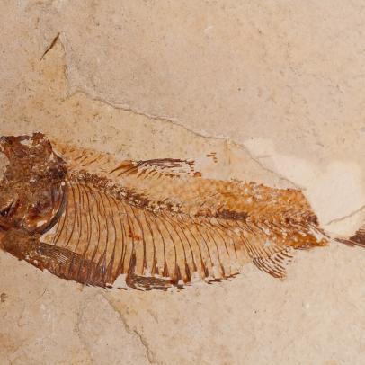 The Oldest Complete Fish Fossil was Discovered Thanks to Kung Fu | Nature  and Wildlife | Discovery