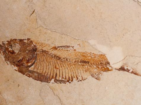 The Oldest Complete Fish Fossil was Discovered Thanks to Kung Fu