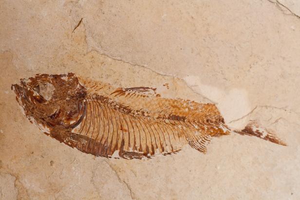 The Oldest Complete Fish Fossil was Discovered Thanks to Kung Fu | Nature  and Wildlife | Discovery