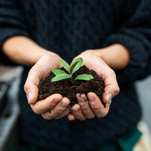 Cropped shot of a female gardener holding a sapling with soil. Close-up of gardener's hands with a young plant at garden center.