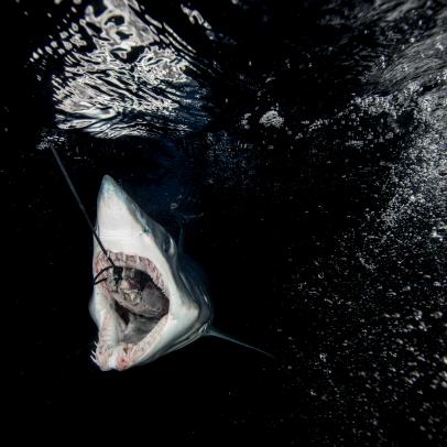 Luke Tipple vs Robert ‘Fly’ Navarro on Shark Fishing Tournaments - Part 2