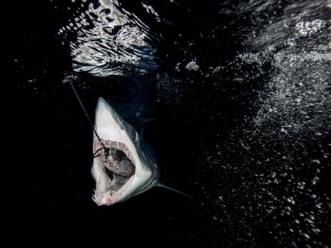 Luke Tipple vs Robert ‘Fly’ Navarro on Shark Fishing Tournaments - Part 2