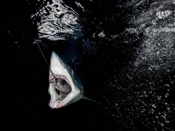 Luke Tipple vs Robert ‘Fly’ Navarro on Shark Fishing Tournaments - Part ...