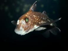 A Spotted Ratfish,Close Up