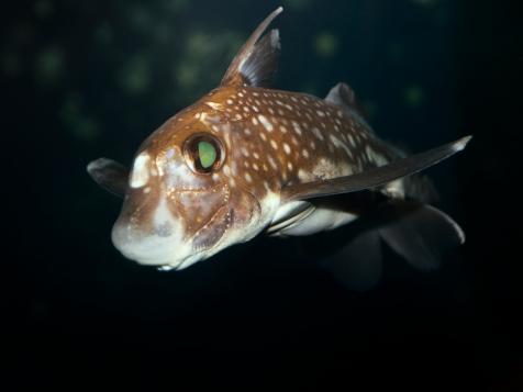 Rare Baby Ghost Shark Discovered Off New Zealand Coast